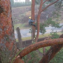 kad koku esam sakopuši, mēs to arī samīļojam :)