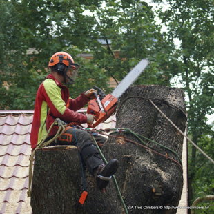 bīstamo koku zāģēšana Rīgā
