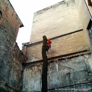 bīstamo koku zāģēšana