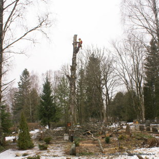 bīstamo koku zāģēšana kapos