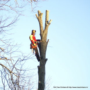 bīstamo koku zāģēšana Ogrē