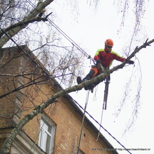 bīstamo koku zāģēšana Rīgā