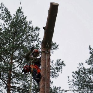 bīstamo koku zāģēšana 