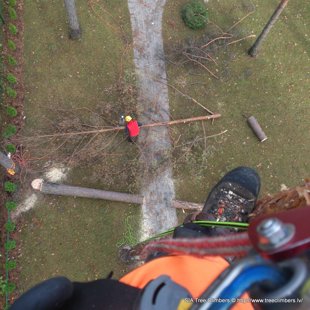 bīstamo koku zāģēšana (pie) Rīgā