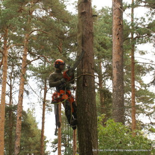 bīstamo koku zāģēšana Rīgā
