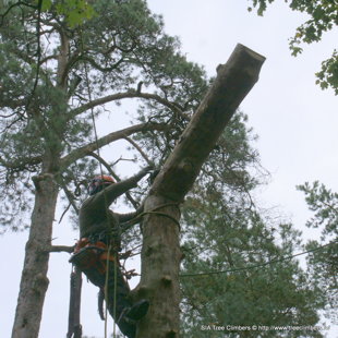 bīstamo koku zāģēšana 
