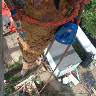 bīstamo koku zāģēšana Jūrmalā