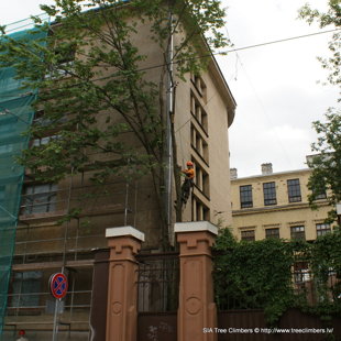 bīstamo koku zāģēšana Rīgā