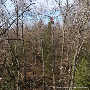 bīstamo koku zāģēšana Vidzemē