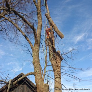 bīstamo koku zāģēšana Kurzemē