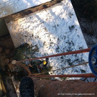 bīstamo koku zāģēšana Vecāķos