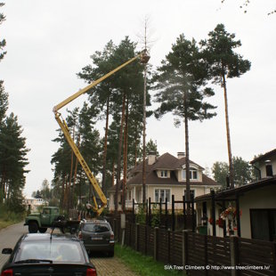 bīstamo koku zāģēšana ar pācēlāju (pie) Rīgā