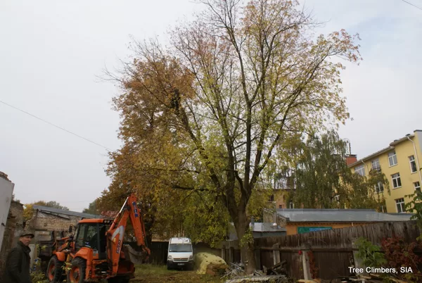 ošlapu kļavas vainaga sakopšana, sākums