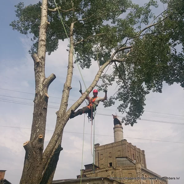 bīstamo koku zāģēšana 