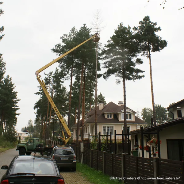 bīstamo koku zāģēšana ar pācēlāju (pie) Rīgā