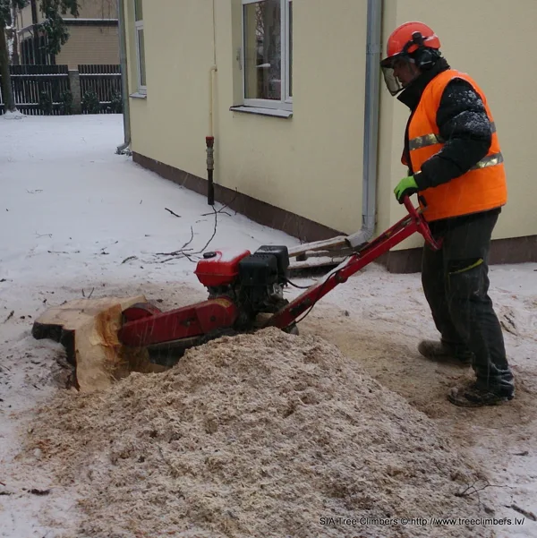 ziema nav traucēklis lai veiktu celmu frēzēšanu