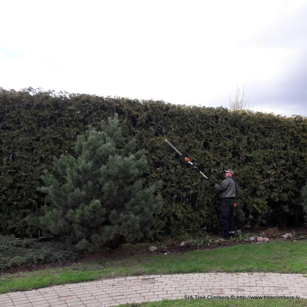tūju dzīvžoga cirpšana